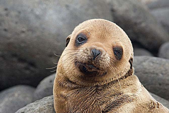 北海海底世界新增20只海狮